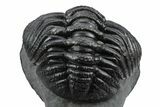 Enrolled Morocops Trilobite - Excellent Shell Detail #235696-4